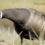 A wild duck on a grass steadily standing with a straight neck angle down and a text caption 'Focus is the key'