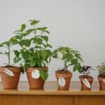 The Integration of Sustainability Practices in Thai Businesses: Benefits and Challenges